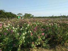 景点-盈香心动乐园