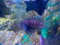 -悉尼海洋生物水族馆