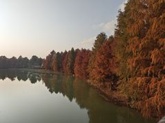 -上海海湾国家森林公园