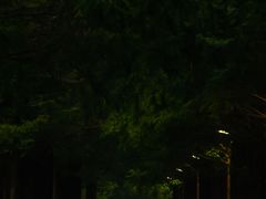 -黄海国家森林公园