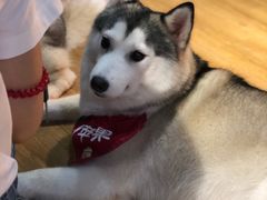 -Husky Go! 哈士奇体验馆·宠物咖啡厅狗咖