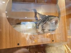 -Pets First伊珊娜洗护·精致美容·家庭式寄养(新会路店)