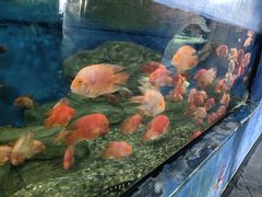 -泉州海丝野生动物世界