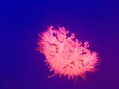 -芜湖新华联大白鲸海洋公园