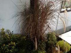 -杭州植物园