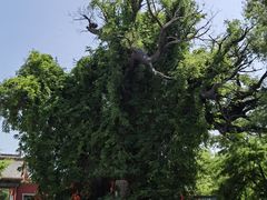 -大槐树寻根祭祖园