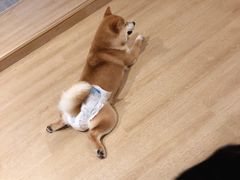 -南京Hallo宠物乐园·哈罗犬舍·柴犬繁育基地