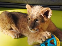 -北京野生动物园