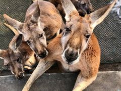 -西霞口神雕山野生动物世界