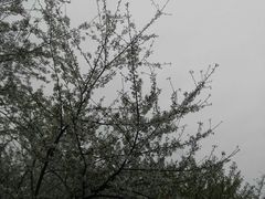 -西北湖绿化广场