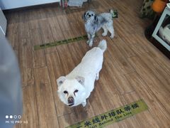 -瑞派·关忠动物医院·异宠专科·犬猫肿瘤·皮肤专科(望京店)