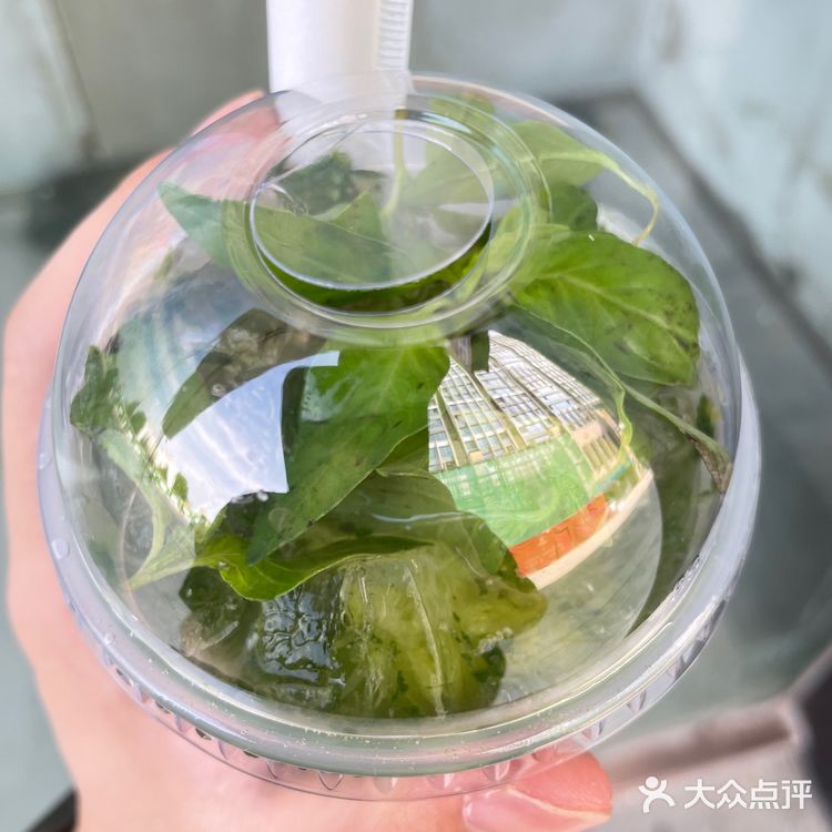 好喝的荆芥茶