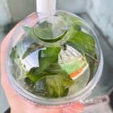 好喝的荆芥茶