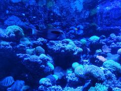 -太平洋海底世界