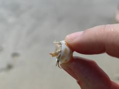-东郊椰林