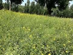 -长白岛森林公园