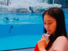 -帝企鹅自助餐厅•儿童岛•真企鹅(长隆企鹅酒店)