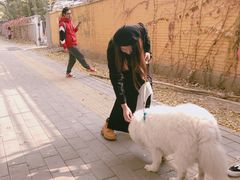 -三里屯东五街银杏大道