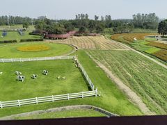 -杭州湾海上花田景区