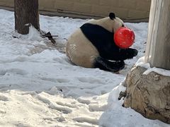 -石家庄市动物园