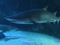 -成都浩海立方海洋公园