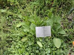 -四川大学(华西校区)