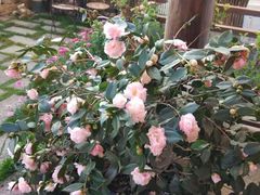 -兰纳泰式spa(古城店)