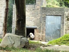 -都江堰中华大熊猫苑