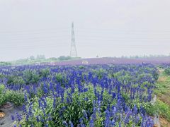 -紫颐香薰山谷景区