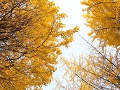 -四川大学(望江校区)