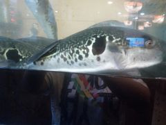 -天正河鲀·河豚亭(大连店)