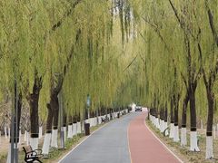 -大兴滨河森林公园