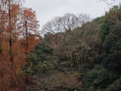 -杭州植物园