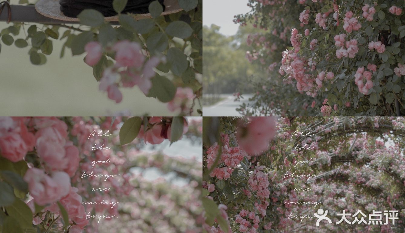 上海花季｜百米月季长廊绽放了，宛如少女的法式梦境