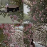 上海花季｜百米月季长廊绽放了，宛如少女的法式梦境