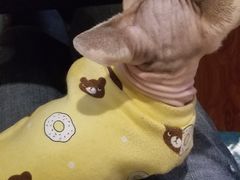 -猫小院猫主题咖啡厅(北锣店)