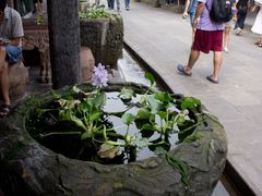 水葫芦-崇州市街子古镇