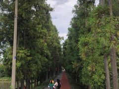 -上海长兴岛郊野公园