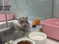 -babydoll猫舍·米努特·德文·缅因(久光中心店)