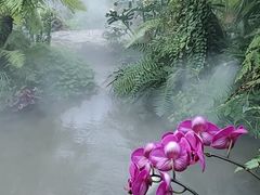 -东莞植物园