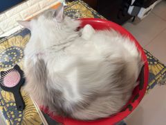 -平行世界·猫咖(首经贸店)