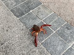 -小田油焖小龙虾(双井店)