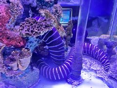 -太平洋海底世界