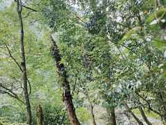 -安徽天堂寨风景区