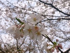 -武汉大学-樱园