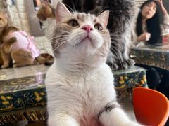 -平行世界·猫咖(首经贸店)