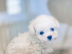 -萌宠之家·腊肠犬·马尔泰·小体犬舍