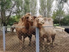 -长白岛森林公园