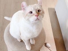 -猫腻·猫咖·撸猫馆(星光大道店)