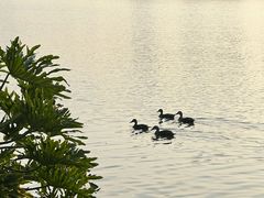 -海珠湖公园